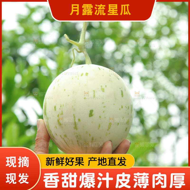 手里拿着月露流星蜜瓜