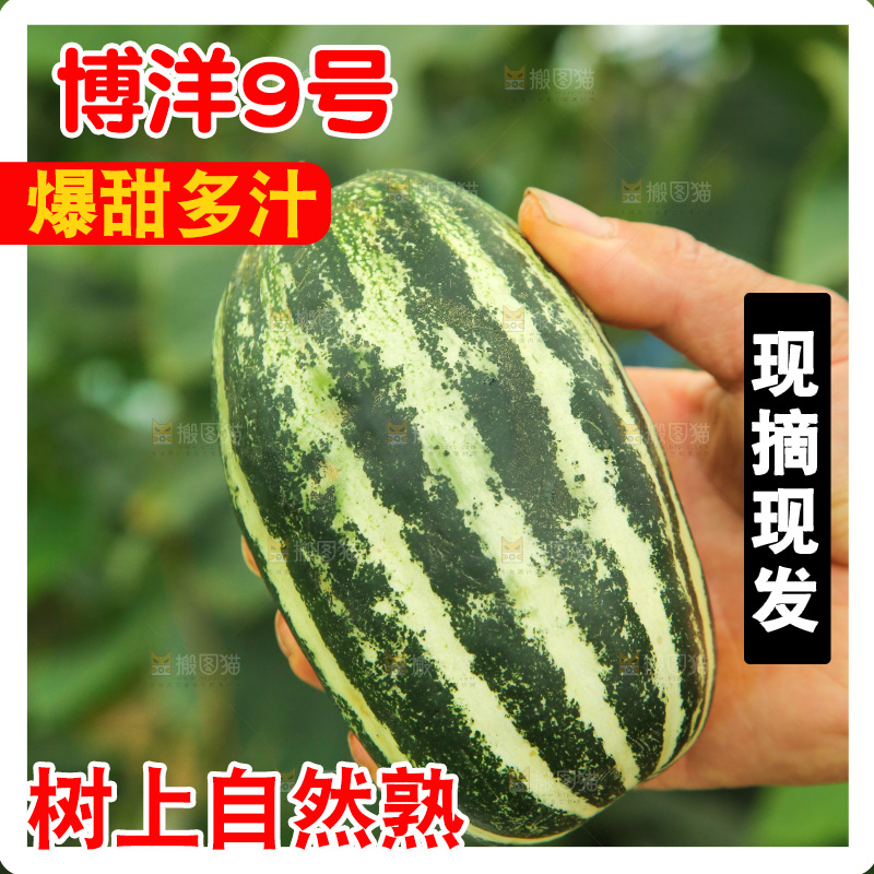 手里拿着博洋9号甜瓜