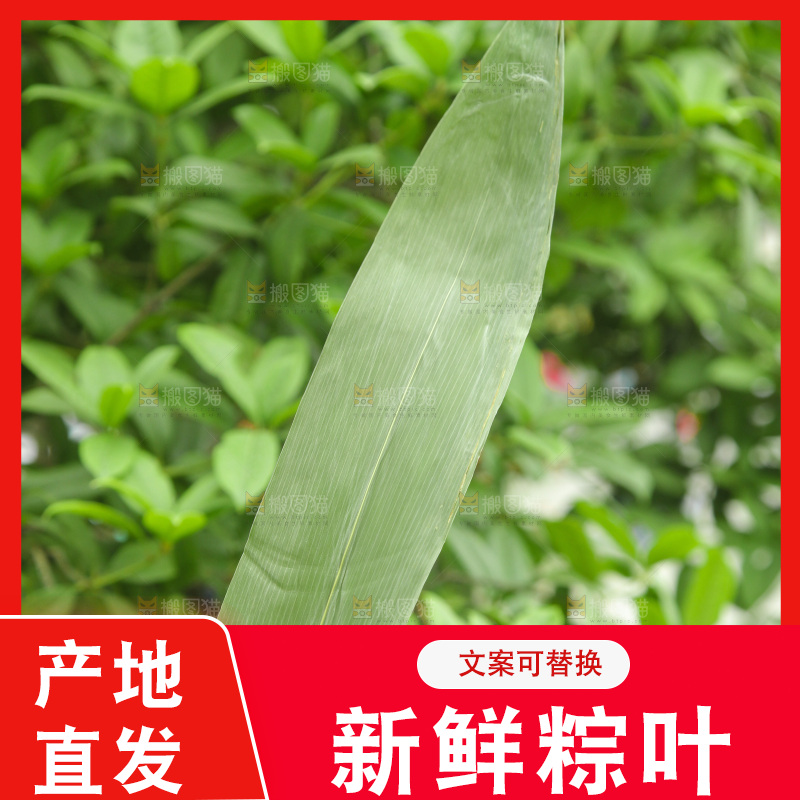 手里拿着粽叶