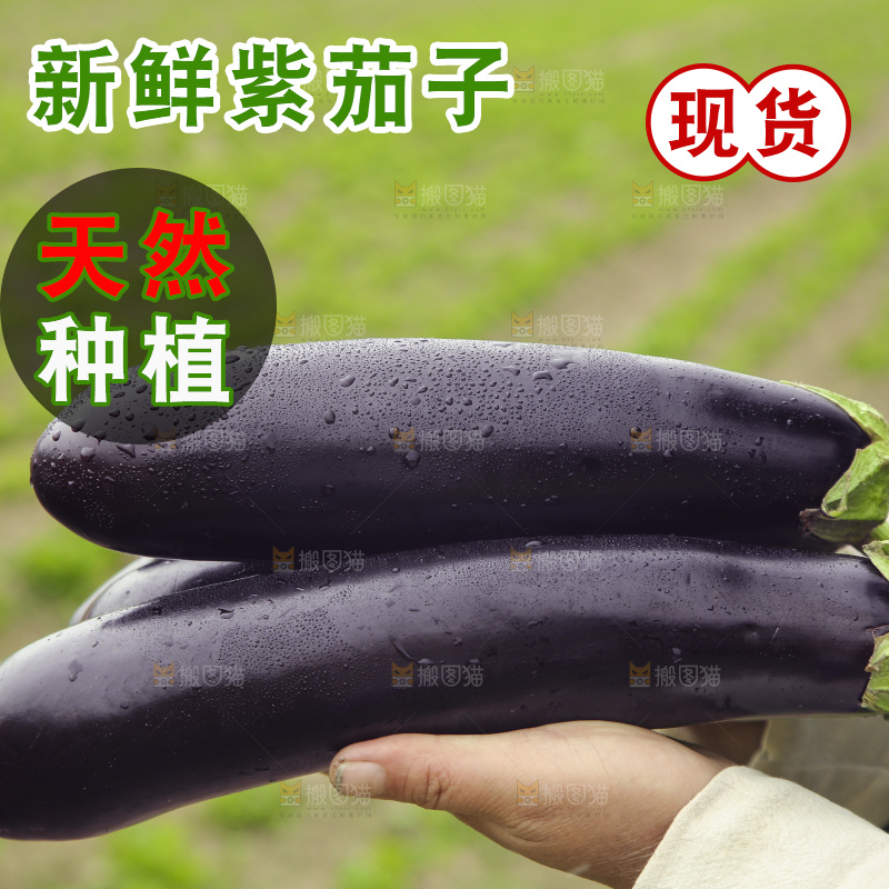 手里捧着长茄子
