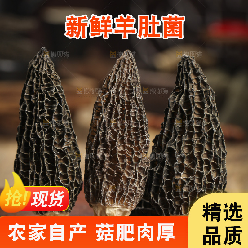 木底上的羊肚菇