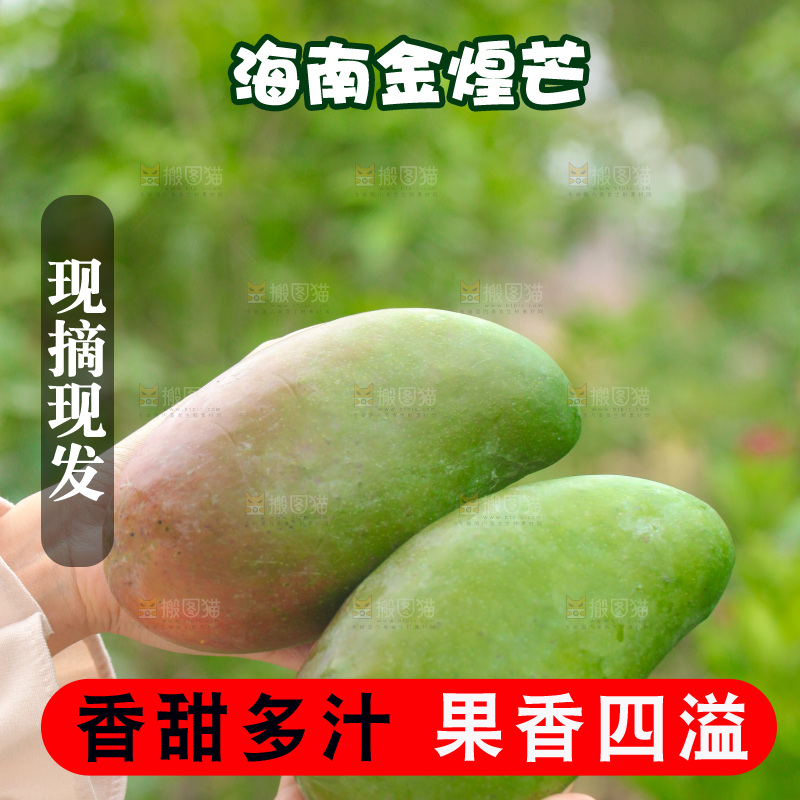 手里拿着青皮金煌芒
