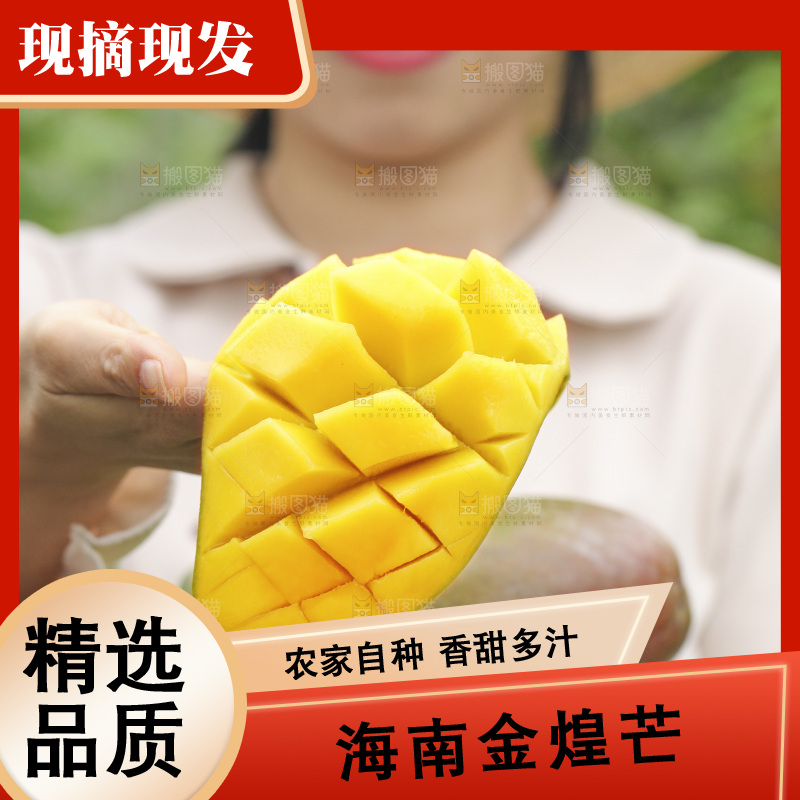 手里端着一篮金煌芒