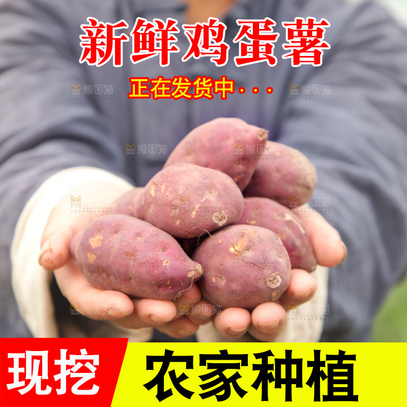 手里捧着天目山鸡蛋薯