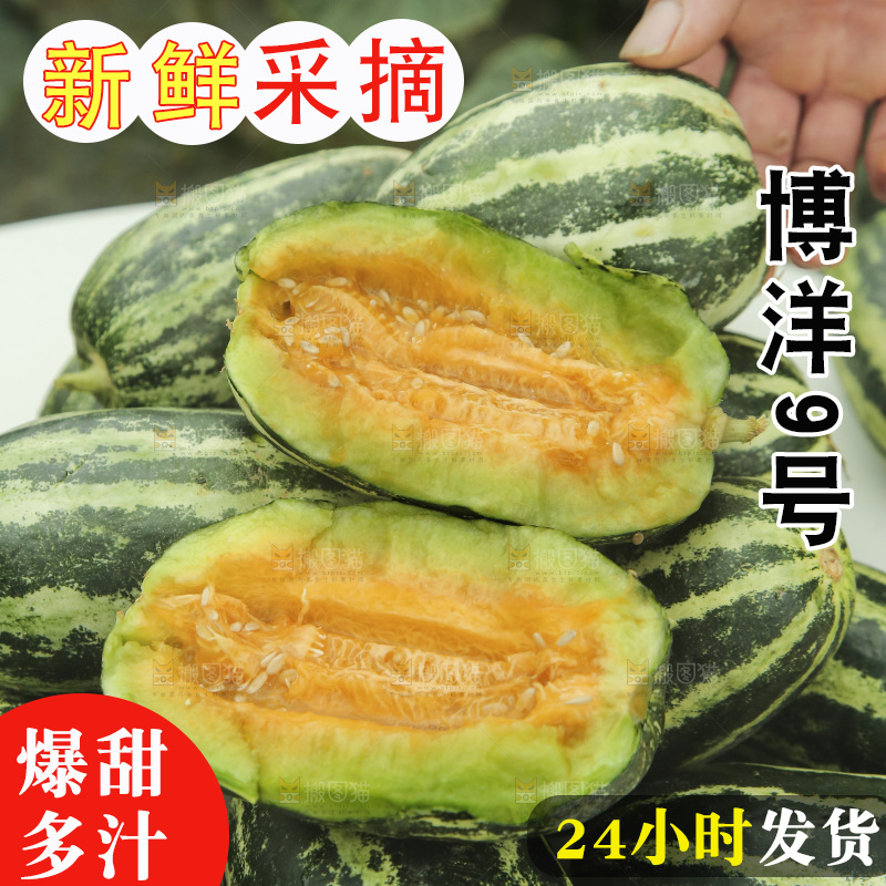 一堆新鲜博洋9号甜瓜