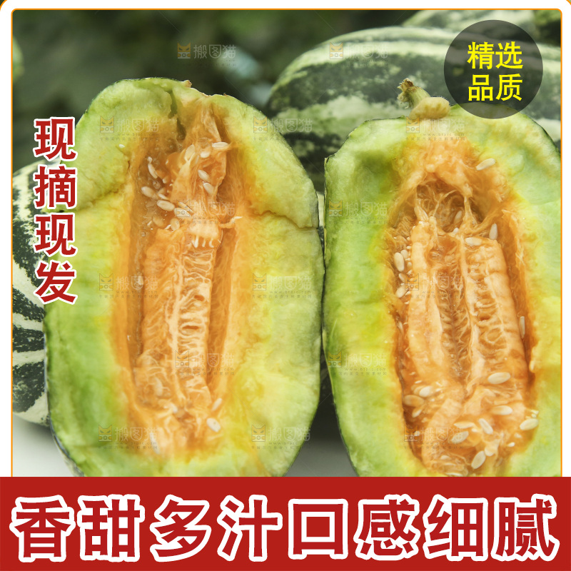 一堆新鲜博洋9号甜瓜