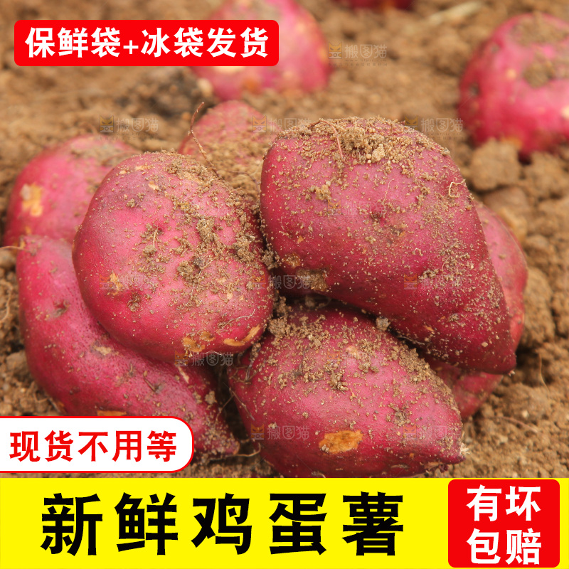 田地里的鸡蛋薯
