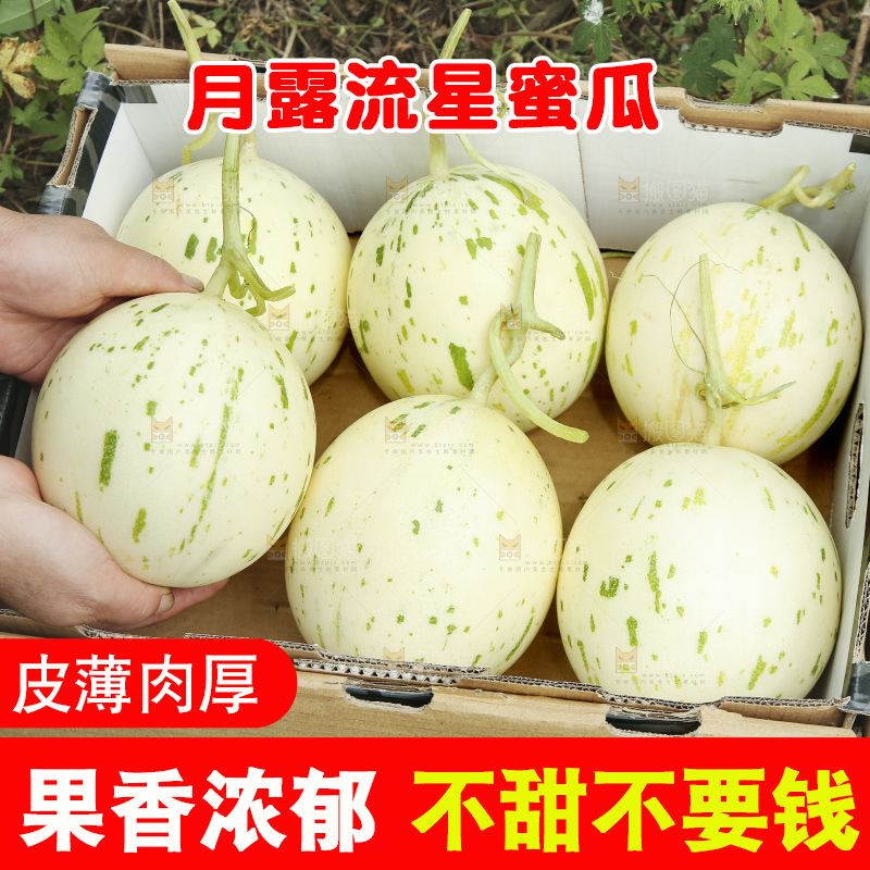 手里拿着月露流星蜜瓜