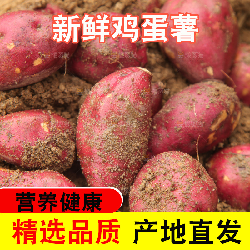 田地里的鸡蛋薯