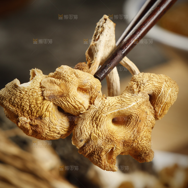筷子上夹着鸡油菌