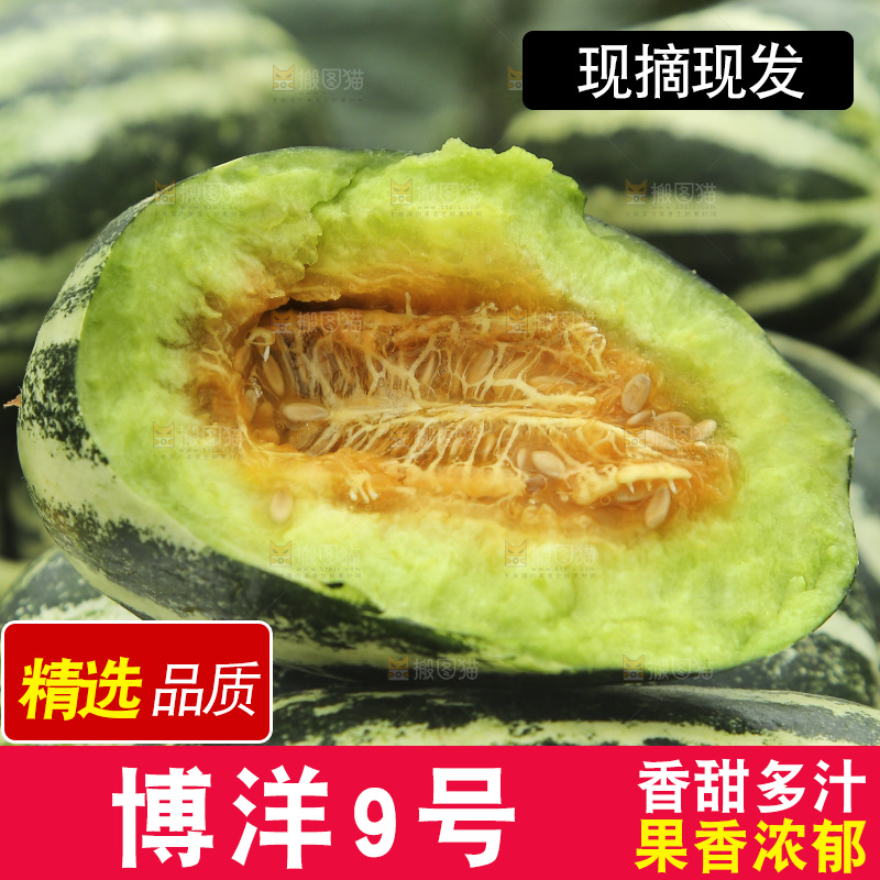 博洋9号甜瓜纹理