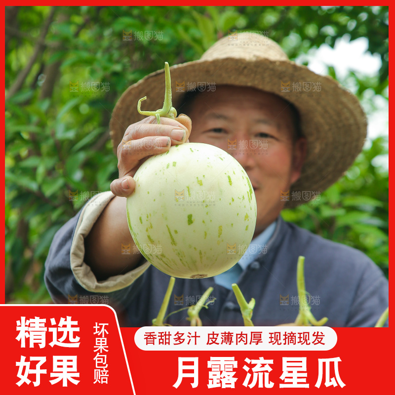 手里拿着月露蜜瓜