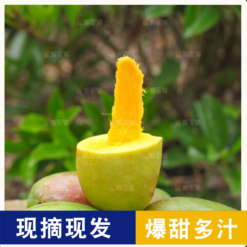 新鲜的青皮金煌芒