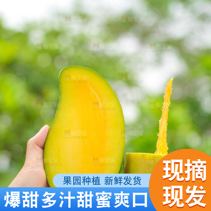 手里拿着金煌芒对比
