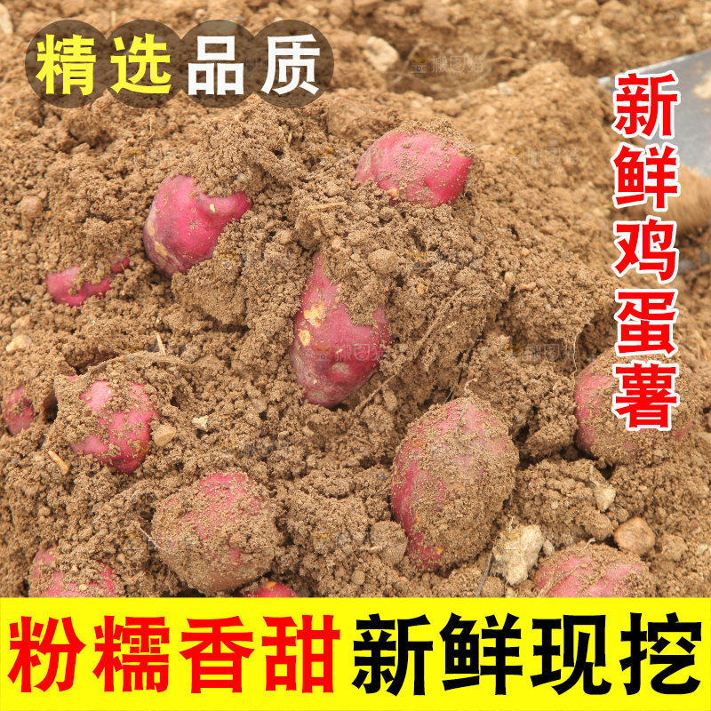 现挖鸡蛋薯