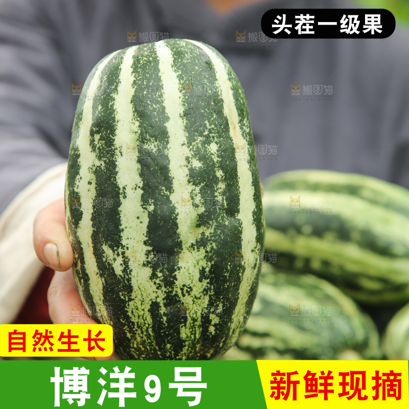 手里拿着博洋9号蜜瓜