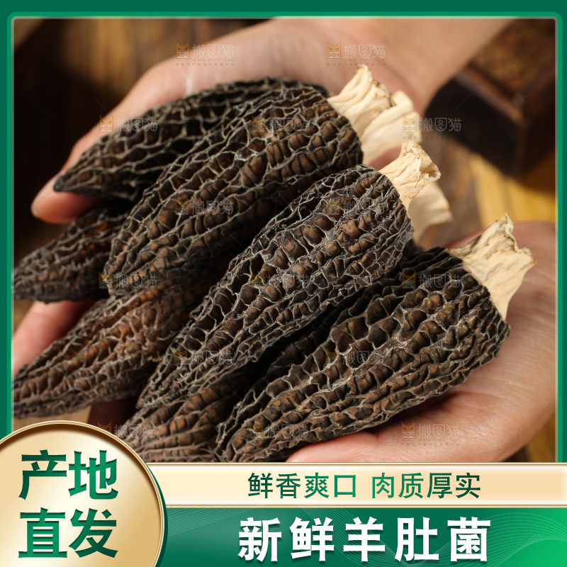 手里拿着云南羊肚菌