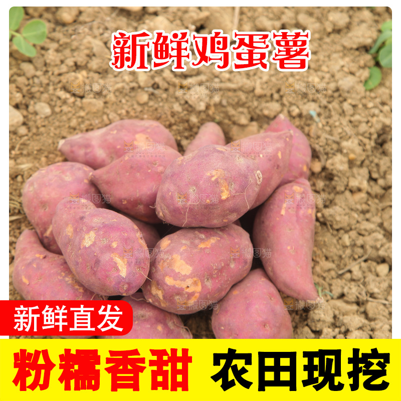 一堆新鲜鸡蛋薯