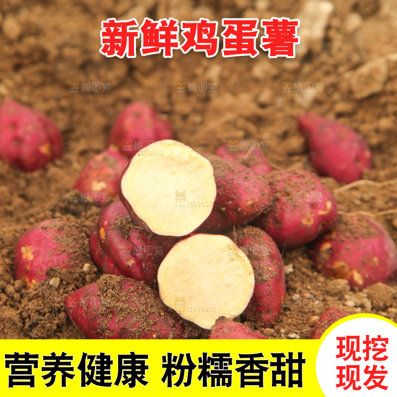 田地里的鸡蛋薯