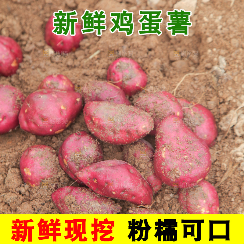 田地里的鸡蛋薯