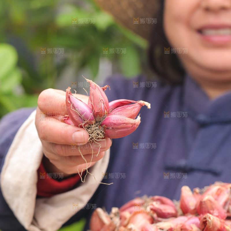 手里拿着香葱头