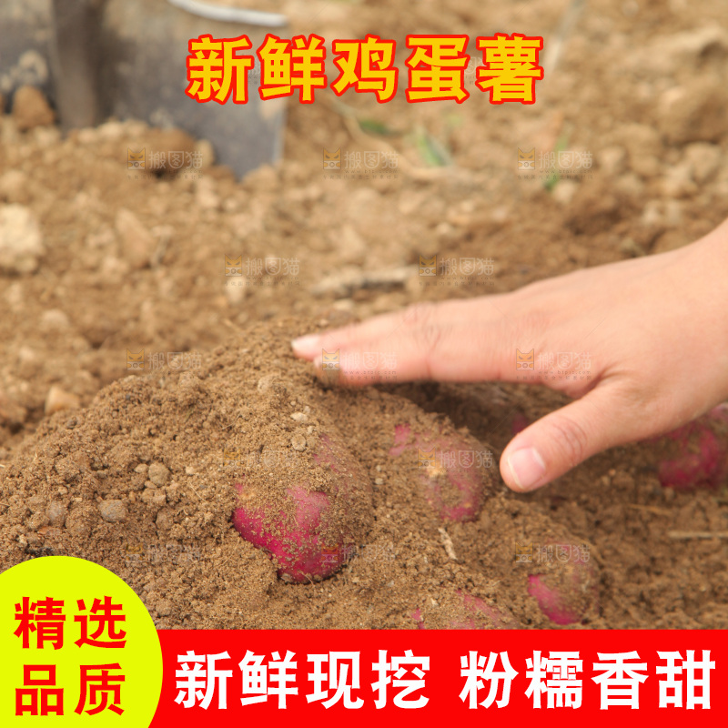 现挖鸡蛋薯