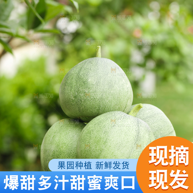 手里捧着绿宝甜瓜
