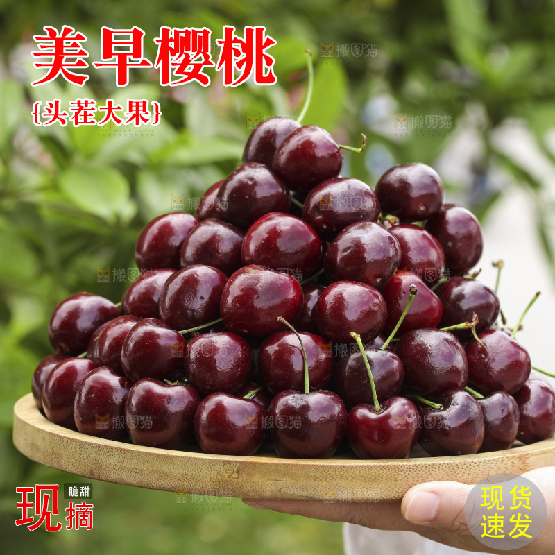 手里端着一盘美早大樱桃