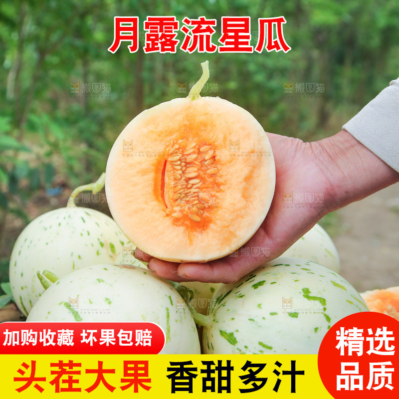 手里拿着红露流星蜜瓜