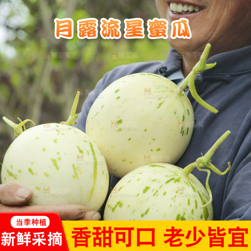 手里抱着月露流星瓜