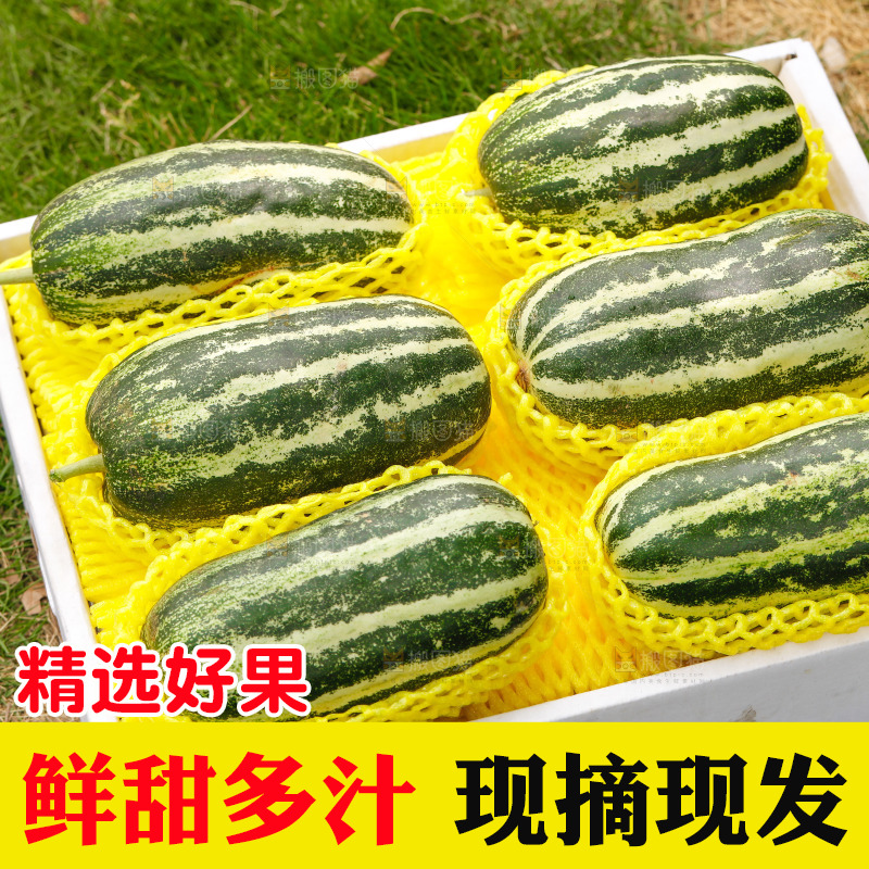 一箱博洋9号甜瓜