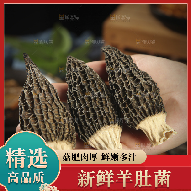 手里拿着羊肚菌