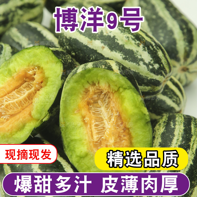 一堆新鲜博洋9号甜瓜