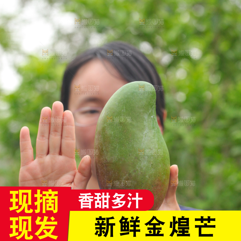 手里拿着金煌芒和手对比