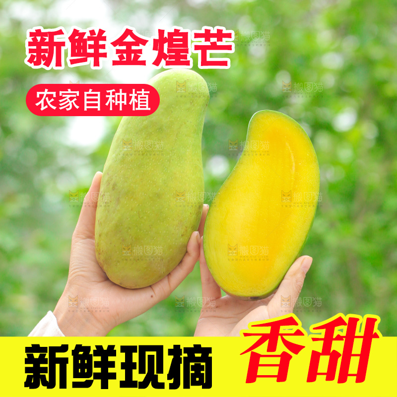 手里拿着金煌芒对比