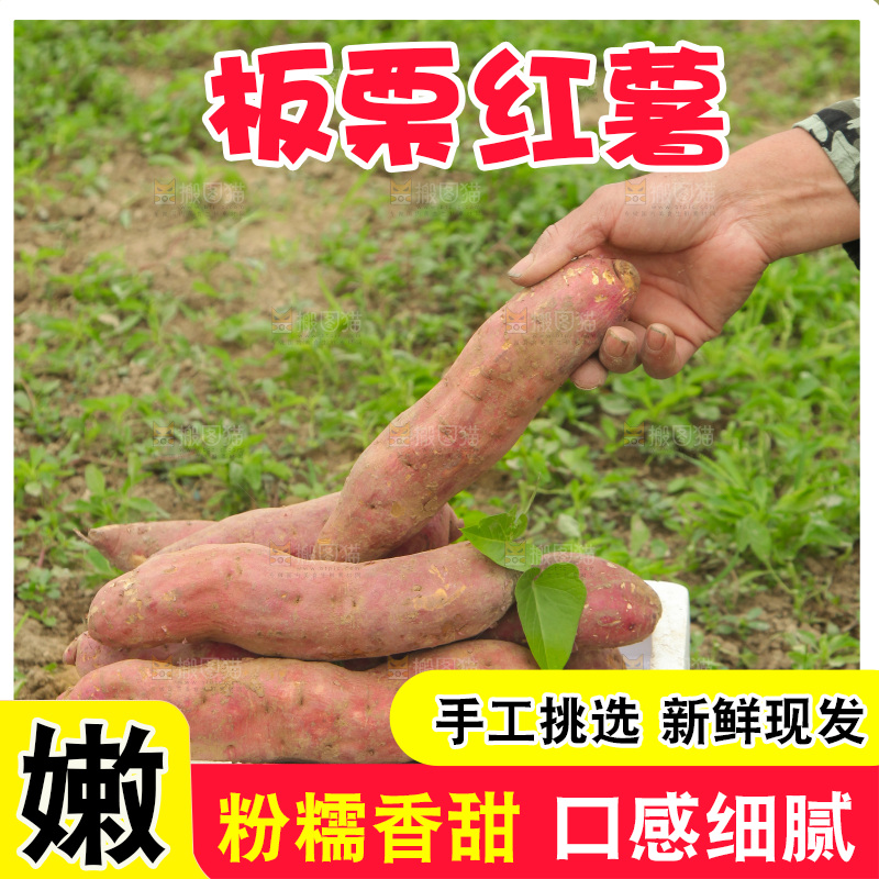 一箱白心板栗红薯