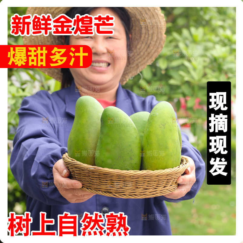 手里端着一篮青皮金煌芒
