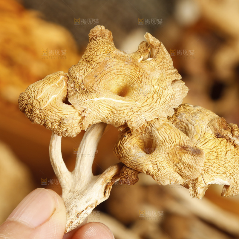 手里拿着鸡油菌