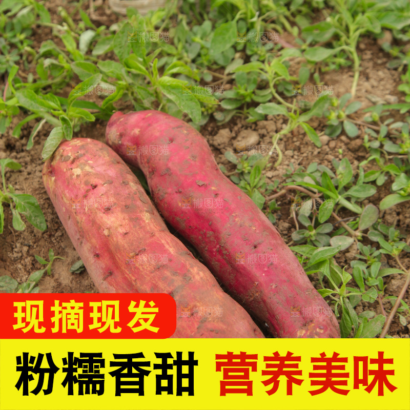新鲜的板栗红薯
