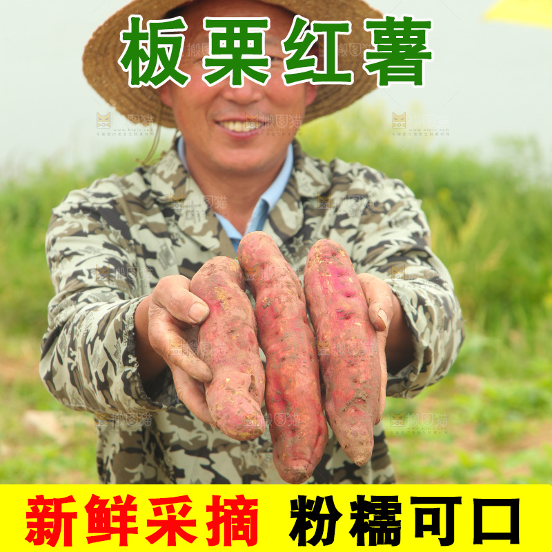 手里拿着板栗薯