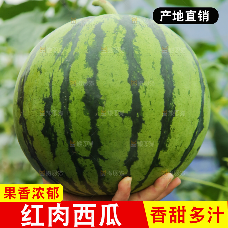 手里拿着个西瓜