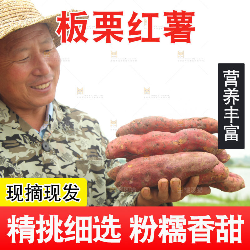 手里捧着陕西板栗薯