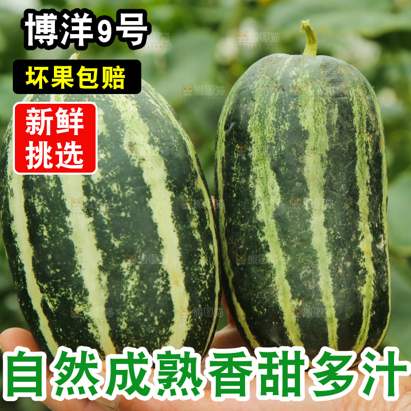 手里拿着博洋9号甜瓜