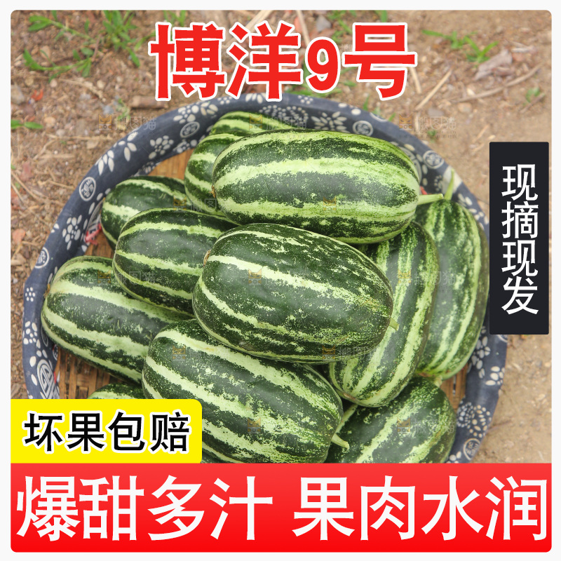 一篮博洋9号甜瓜