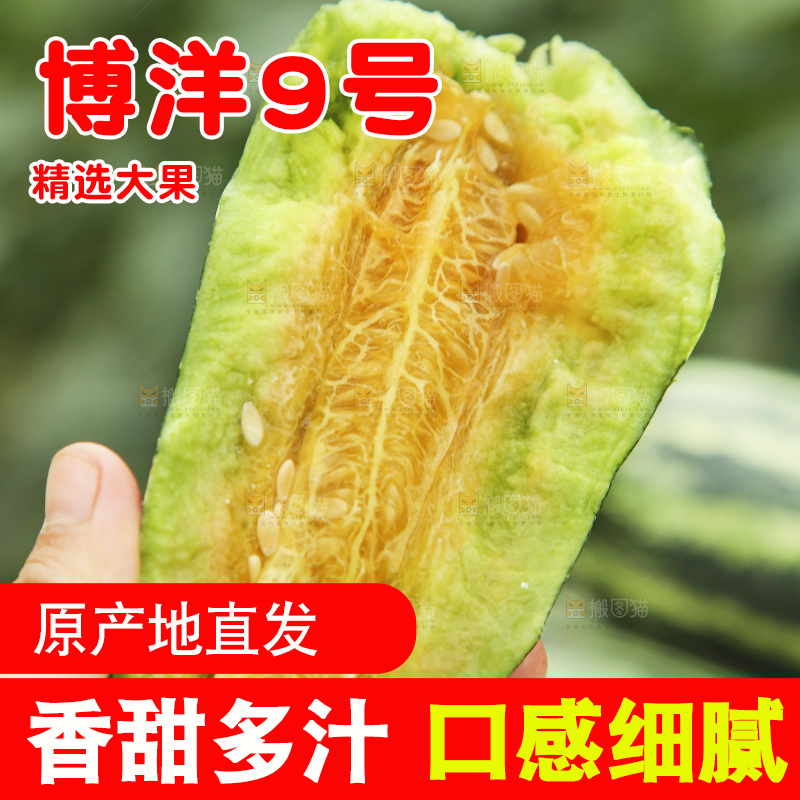 手里拿着博洋9号