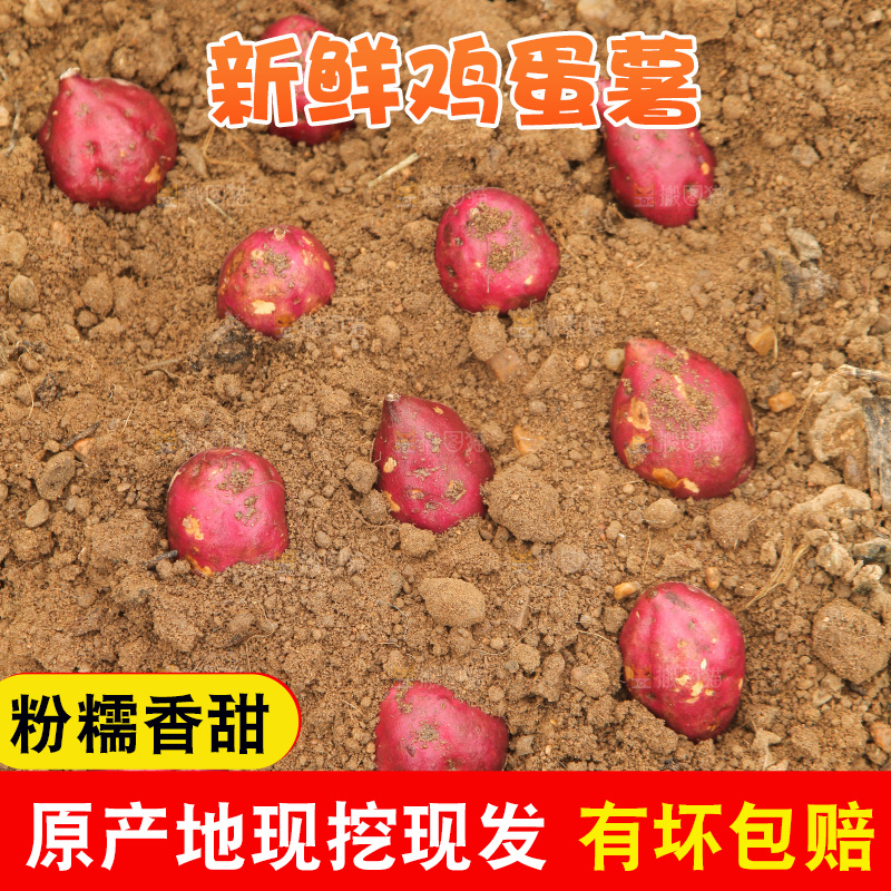 田地里的小香薯