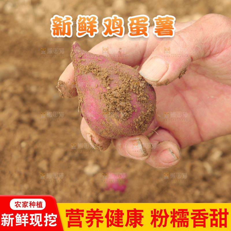 手里拿着小香薯