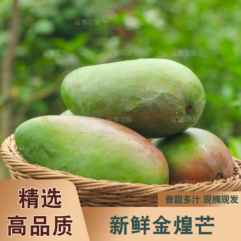 手里端着一篮青皮金煌芒