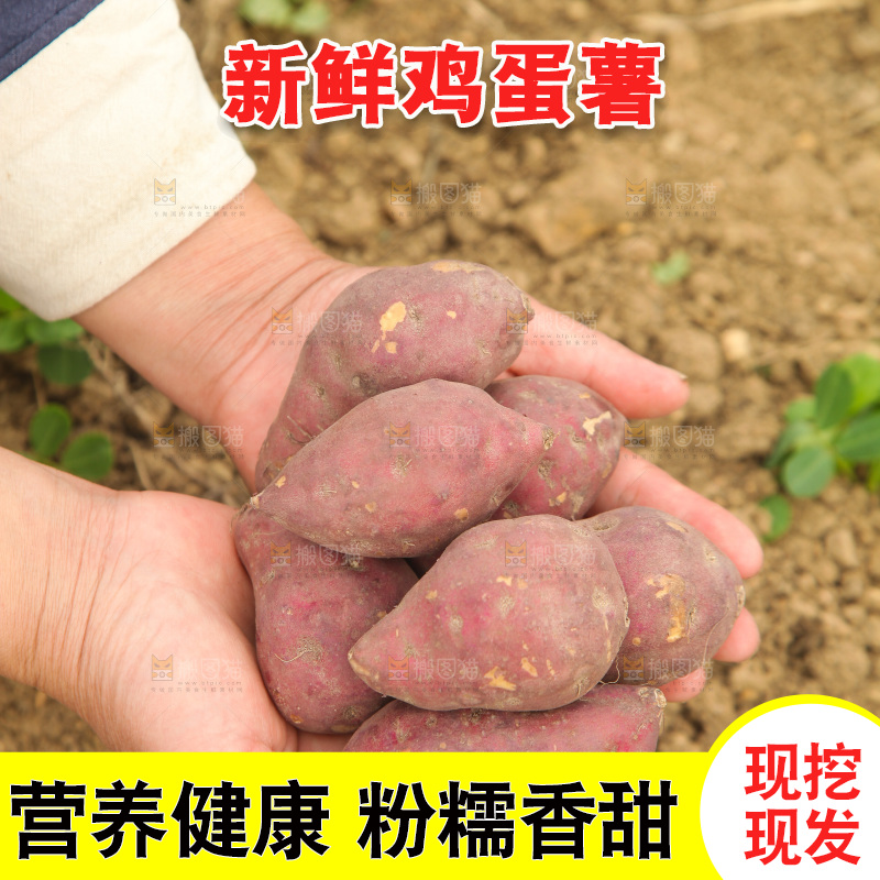 手里捧着天目山鸡蛋薯