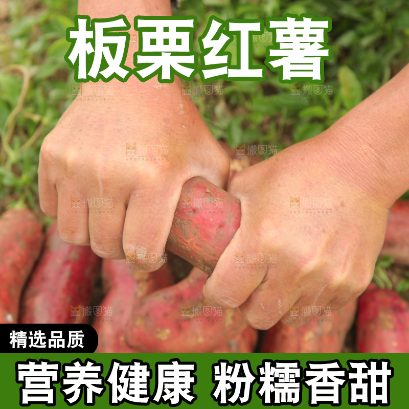 掰成两节的白心红薯